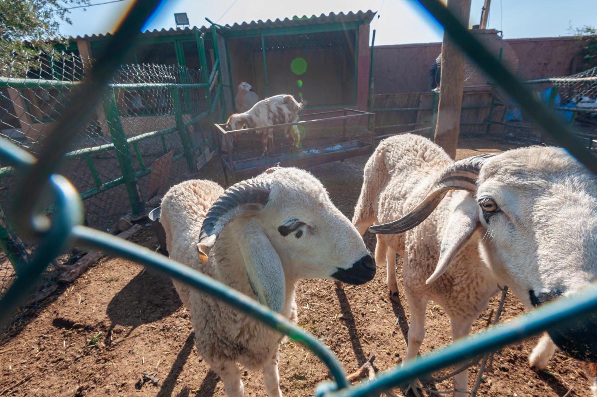 فيلا Ferme Sidi Safou & Spa مراكش المظهر الخارجي الصورة