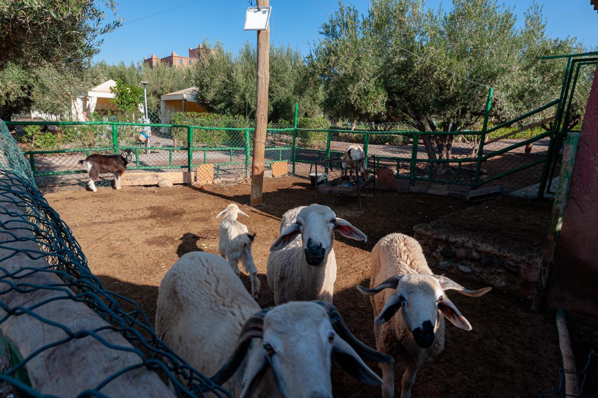 فيلا Ferme Sidi Safou & Spa مراكش المظهر الخارجي الصورة